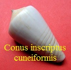 Conus inscriptus f. cuneiformis, Smith 1877 (RKK 169) Grap